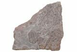 Ordovician Trilobite Mortality Plate (Pos/Neg) - Morocco #218663-1